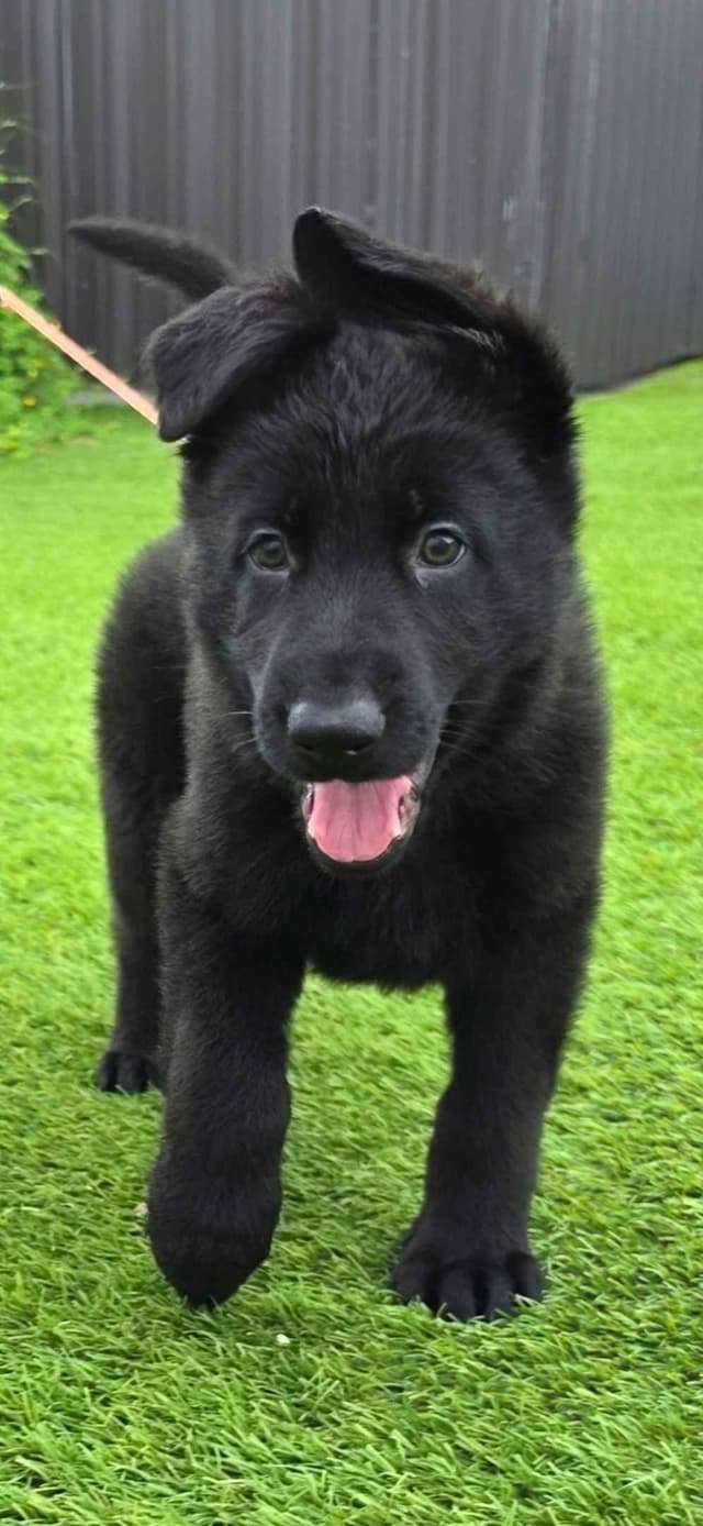 German Shepherd Dog Puppies media 16