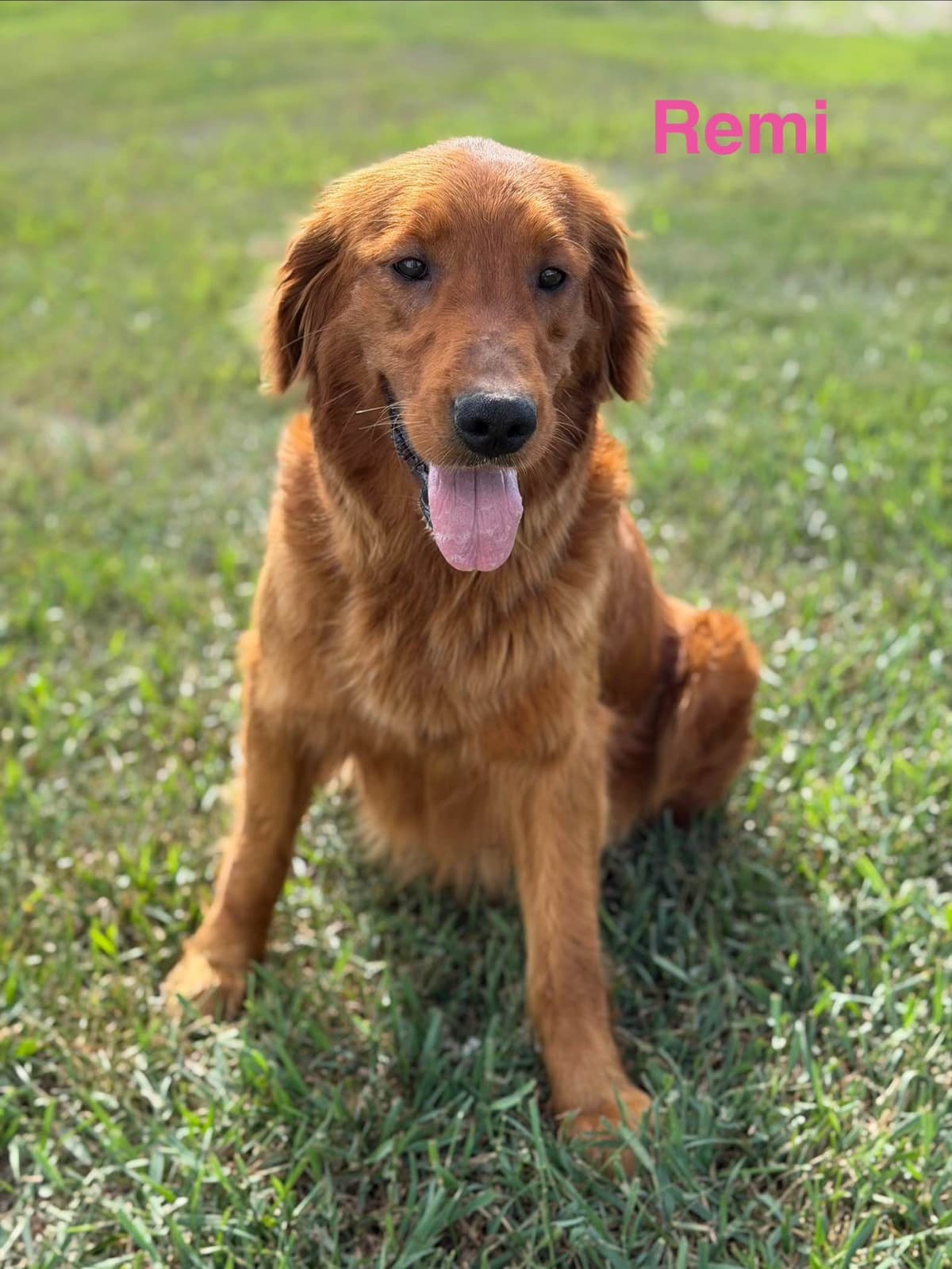 Golden Retriever Puppies breeder image 1