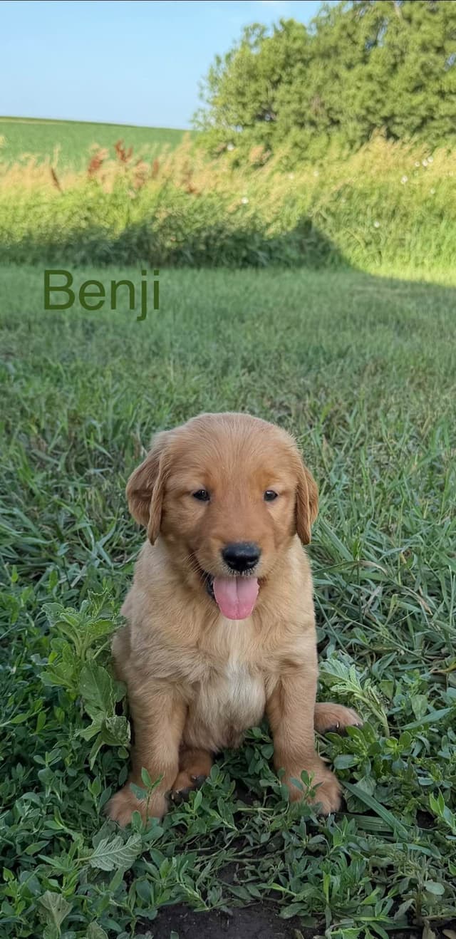 Golden Retriever Puppies media 2