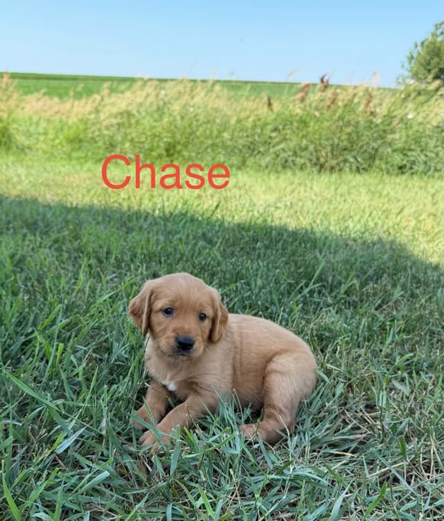 Golden Retriever Puppies media 4