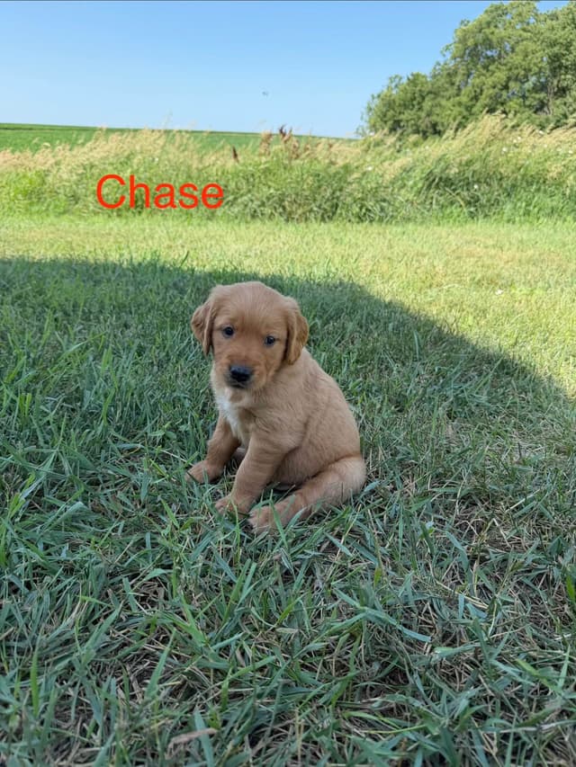 Golden Retriever Puppies media 5
