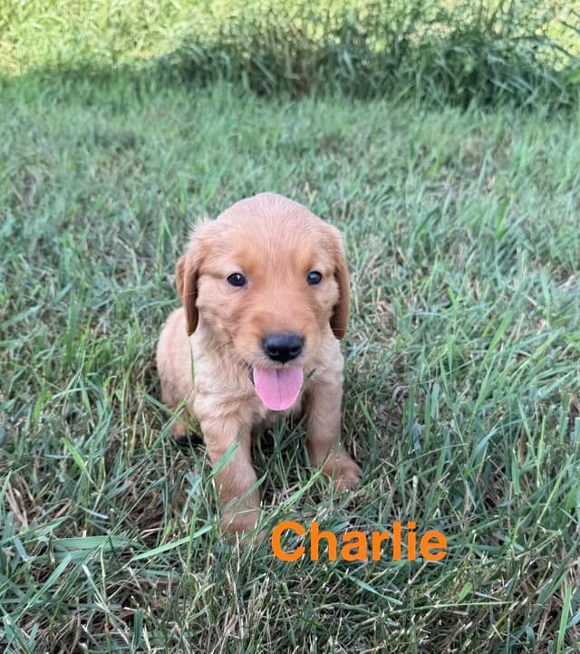 Golden Retriever Puppies media 8