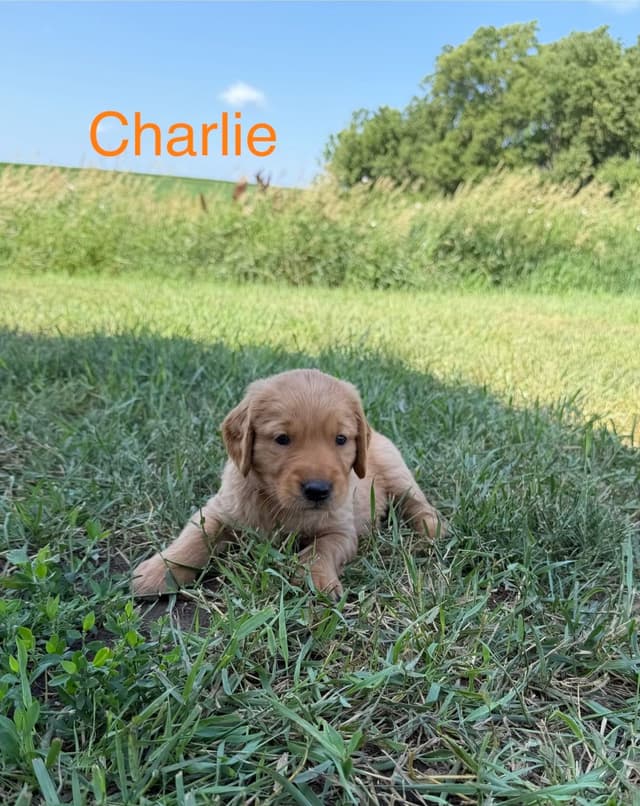 Golden Retriever Puppies media 7