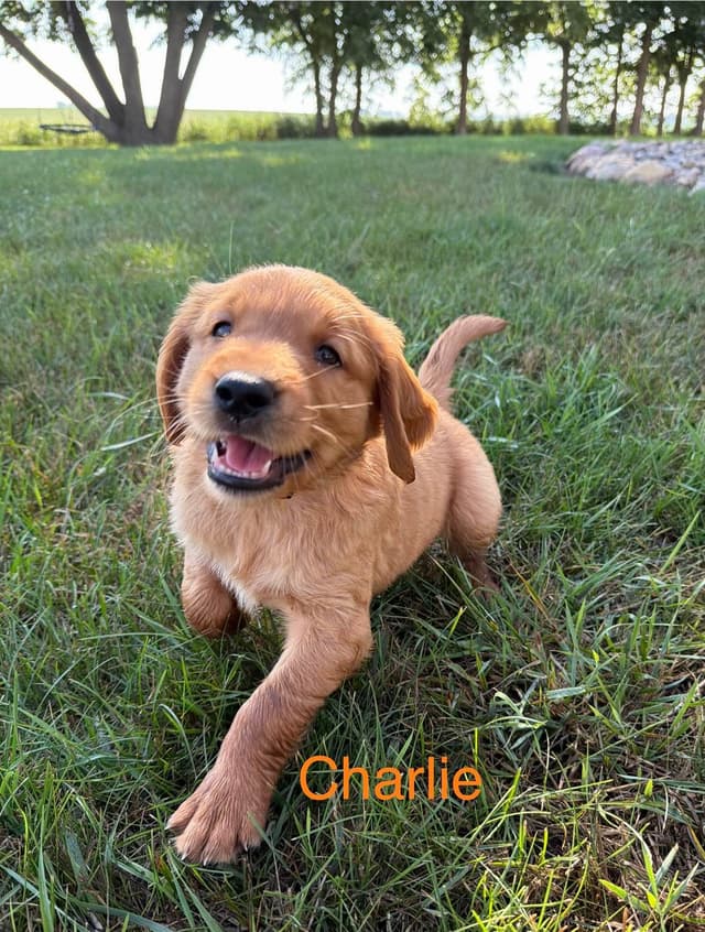 Golden Retriever Puppies media 6