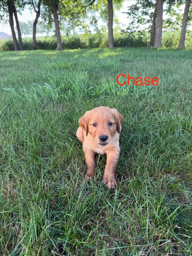 Golden Retriever Puppies media 3