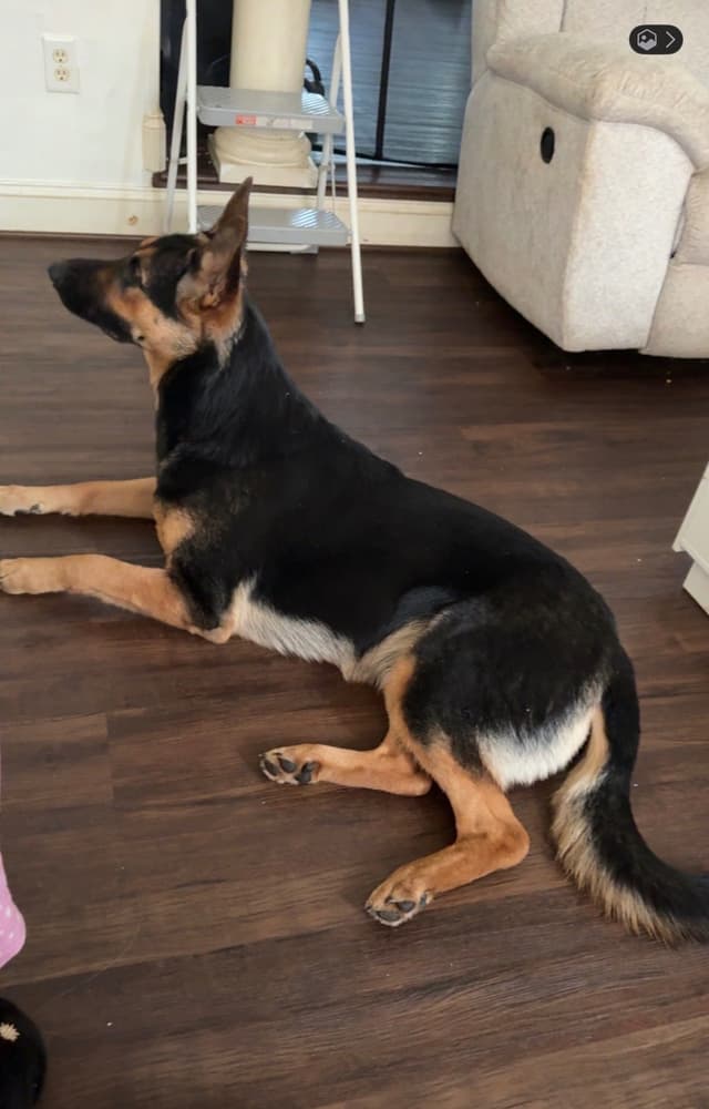 German Shepherd Dog Puppies media 2