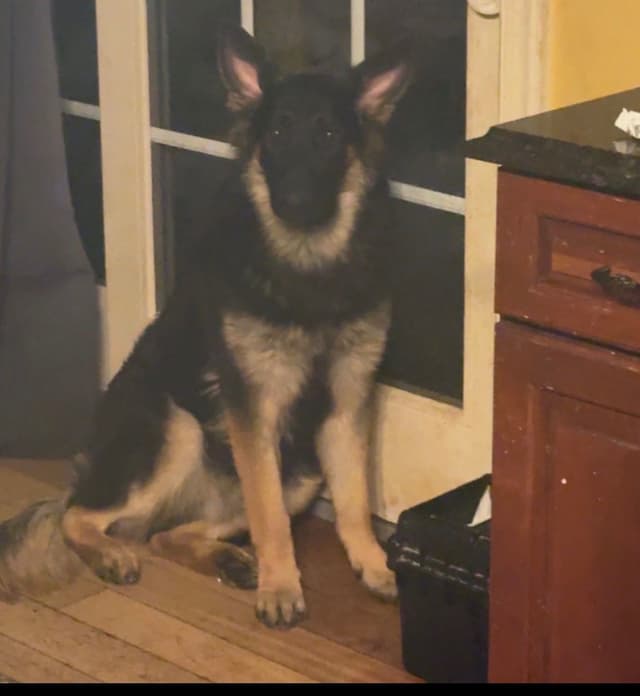 German Shepherd Dog Puppies media 3