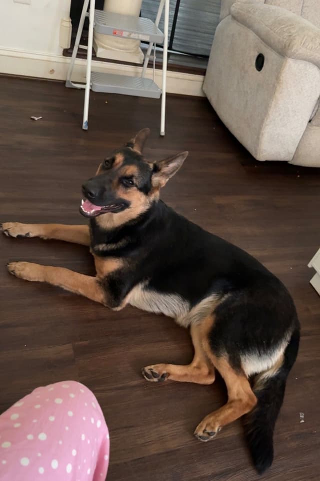 German Shepherd Dog Puppies media 4