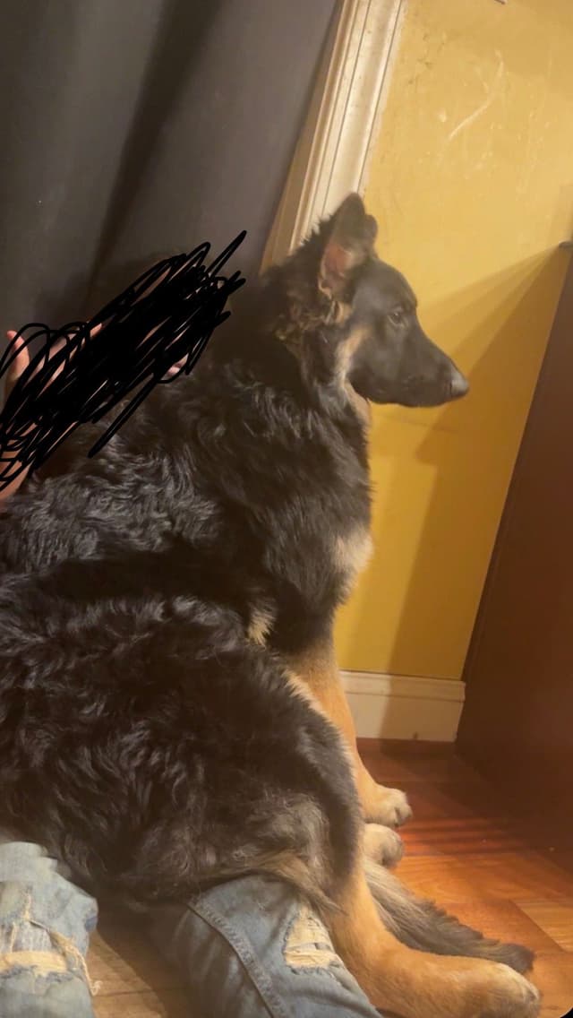German Shepherd Dog Puppies media 5