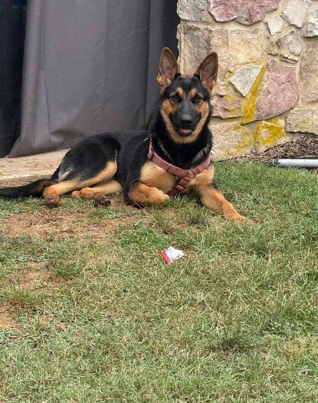 German Shepherd Dog Puppies media 7