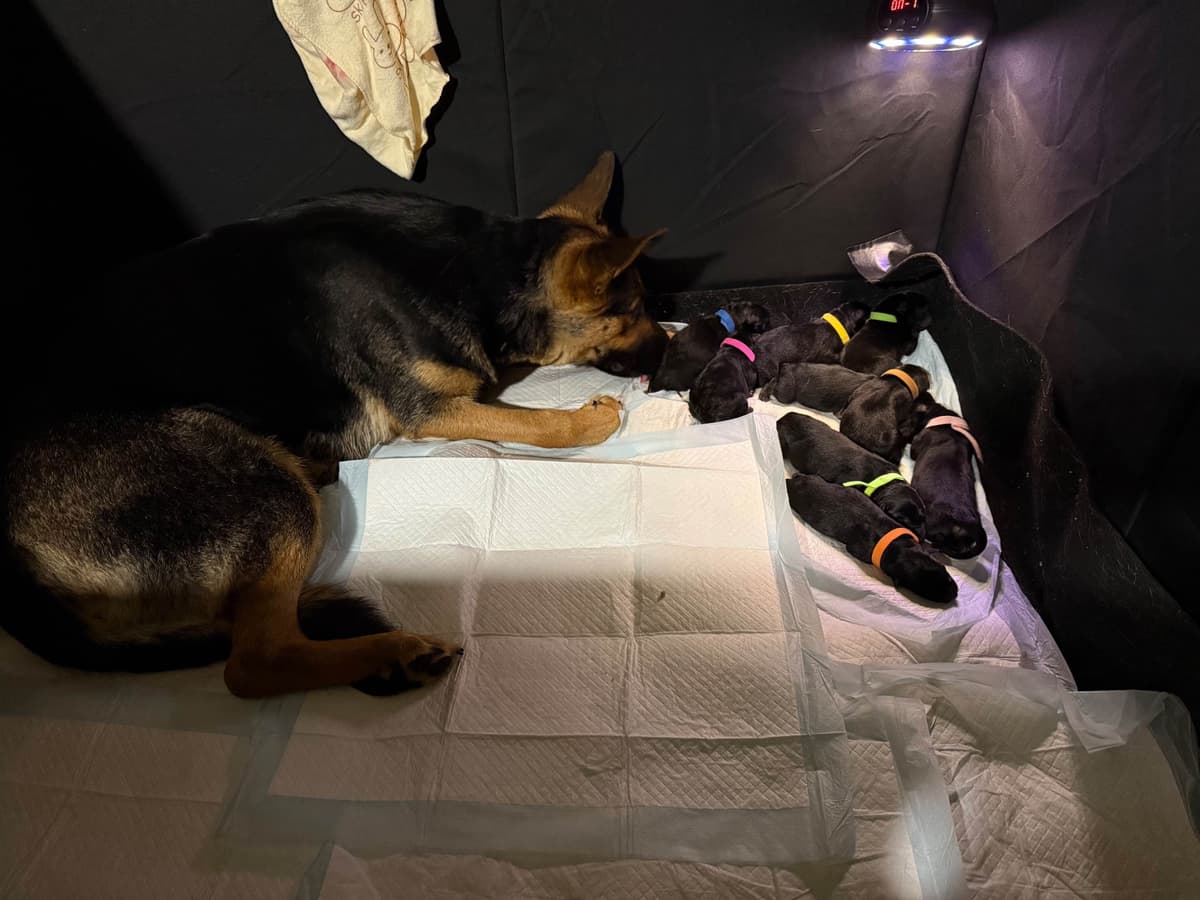 German Shepherd Dog Puppies breeder image 1