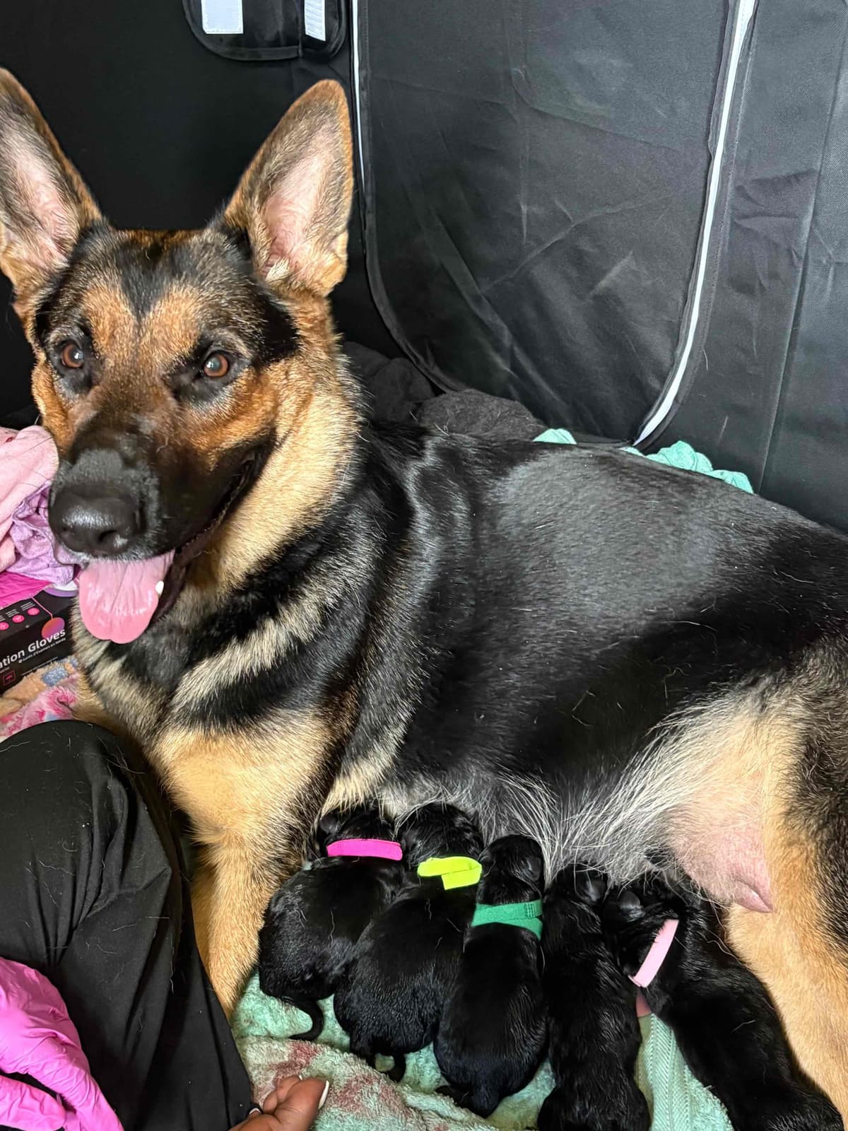 German Shepherd Dog Puppies breeder image 2
