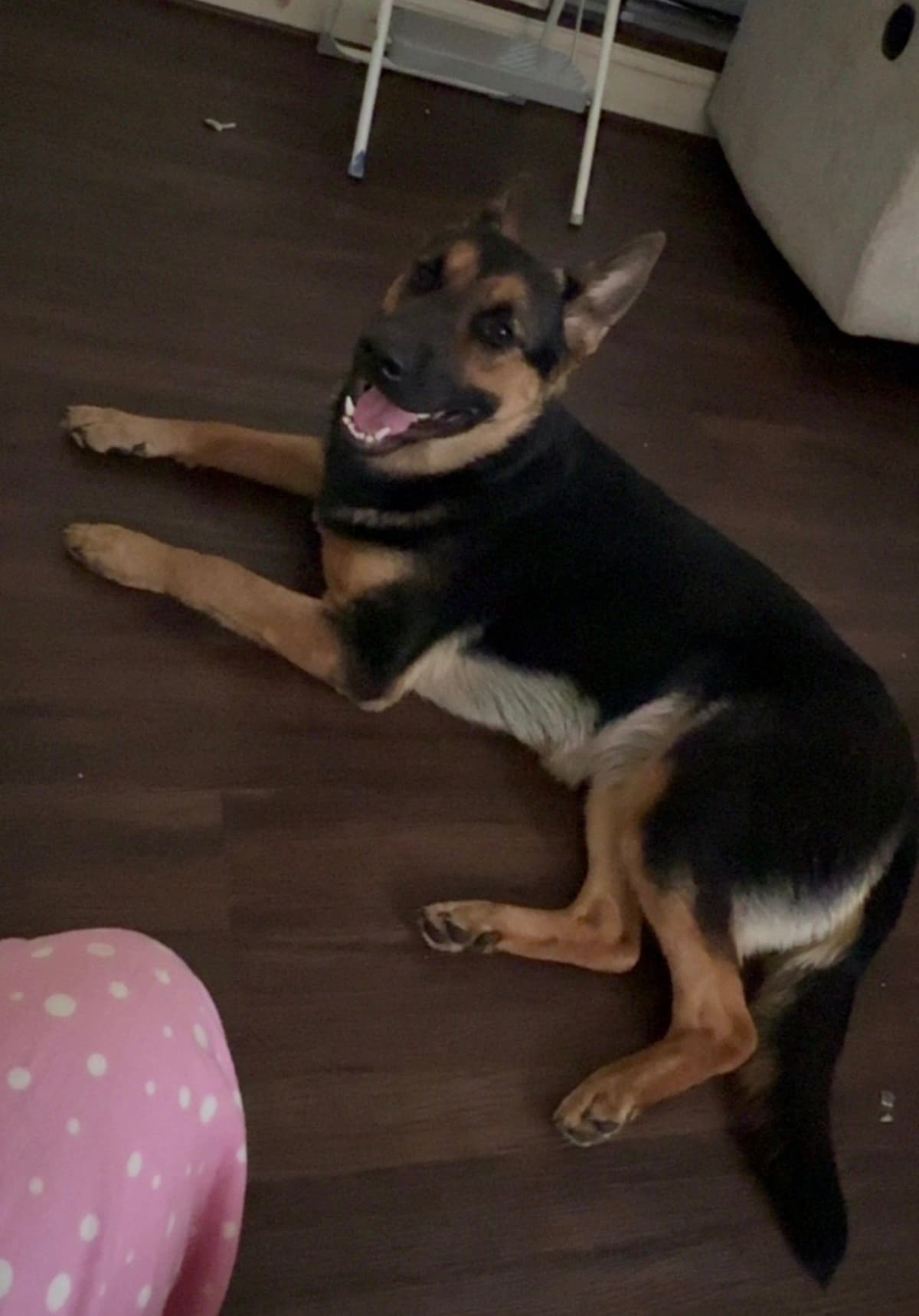 German Shepherd Dog Puppies breeder image 3