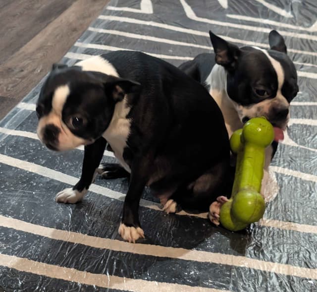 Boston Terrier Puppies media 2