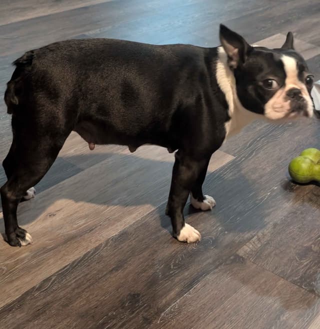 Boston Terrier Puppies media 3