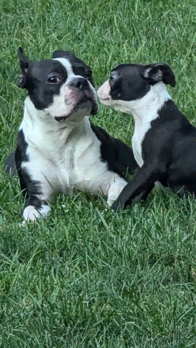 Boston Terrier Puppies media 4