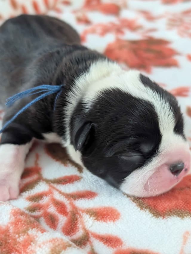 Boston Terrier Puppies media 6