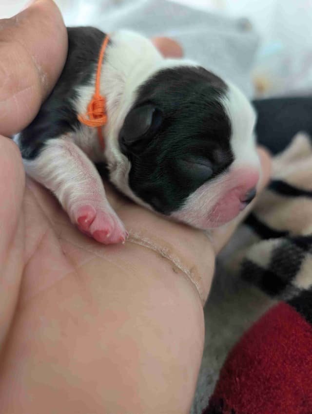 Boston Terrier Puppies media 7