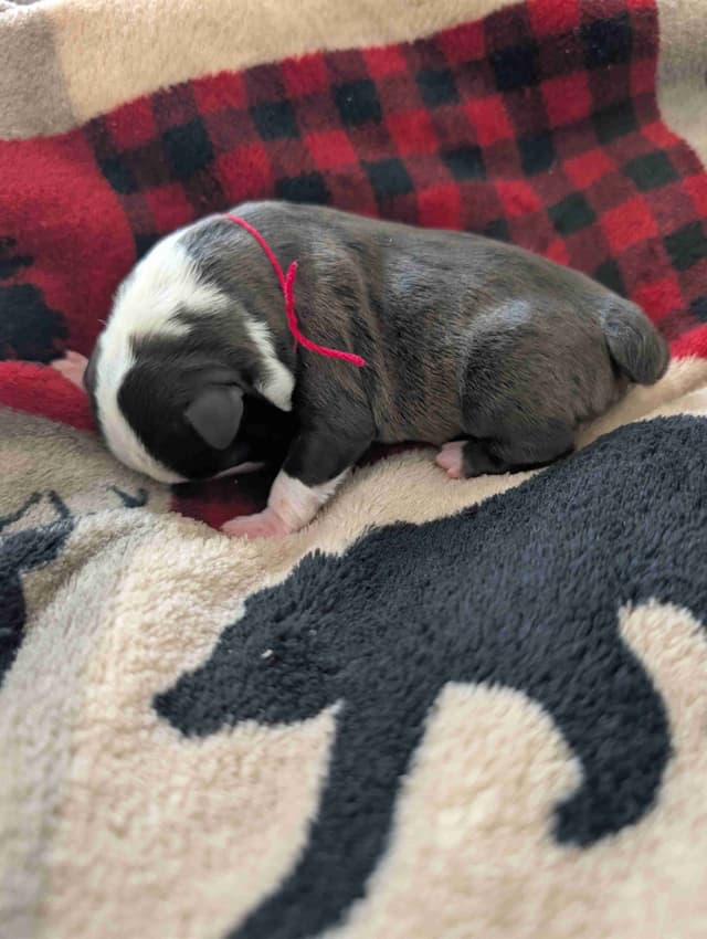 Boston Terrier Puppies media 8