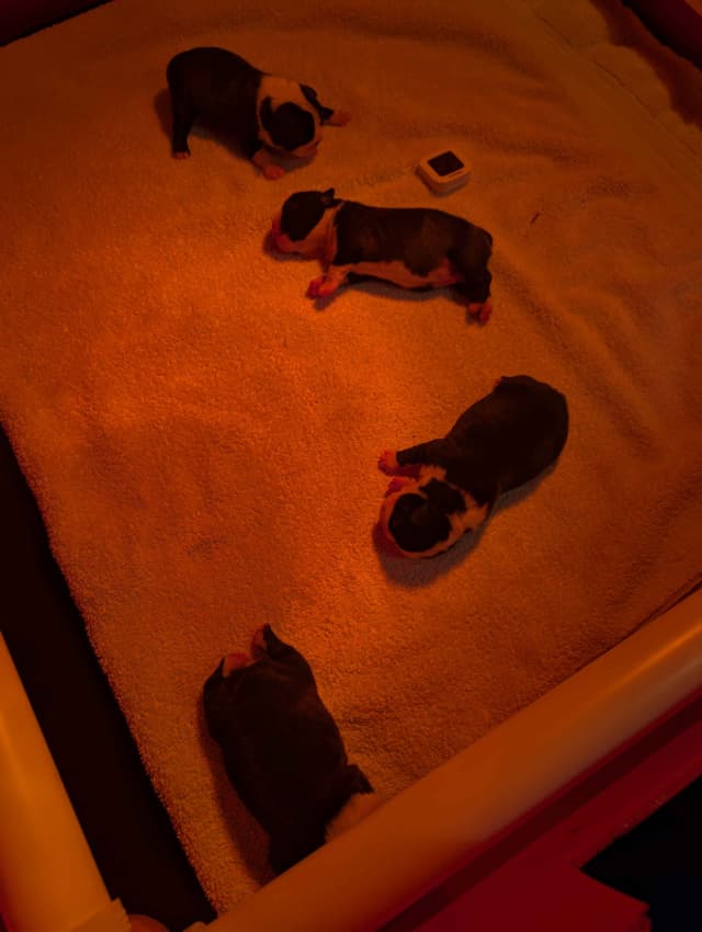 Boston Terrier Puppies media 9
