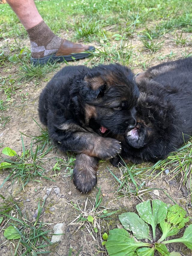 German Shepherd Dog Puppies media 2