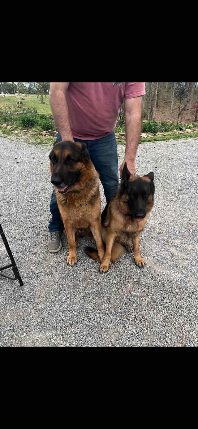 German Shepherd Dog Puppies media 3