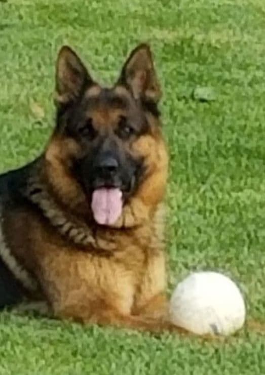 German Shepherd Dog Puppies media 6