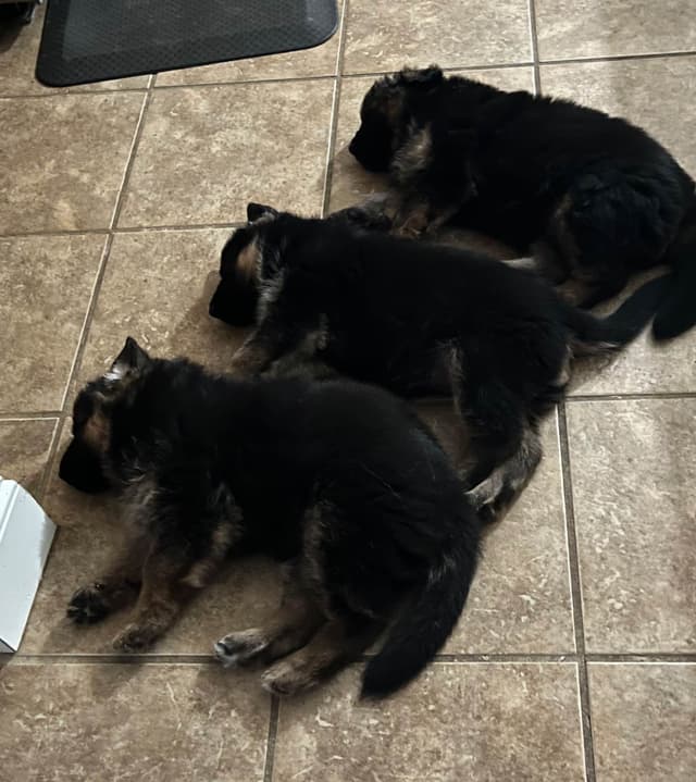 German Shepherd Dog Puppies media 7