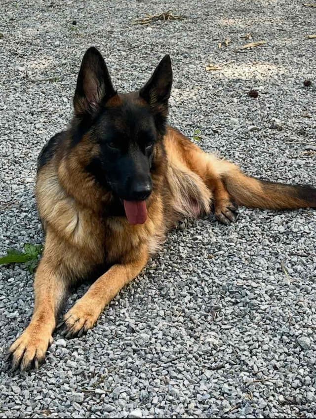 German Shepherd Dog Puppies media 9