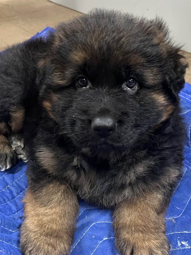 German Shepherd Dog Puppies media 8