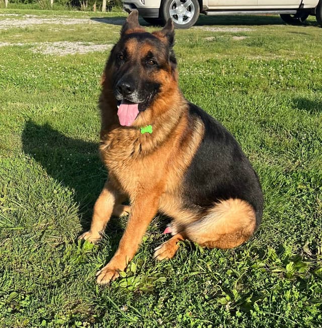 German Shepherd Dog Puppies media 10