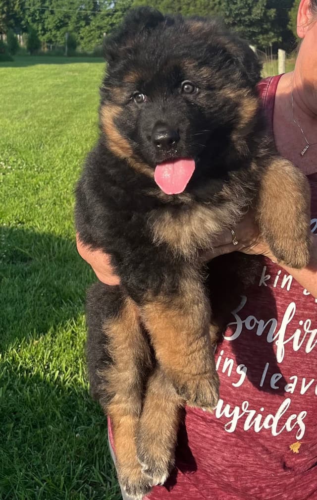 German Shepherd Dog Puppies media 11