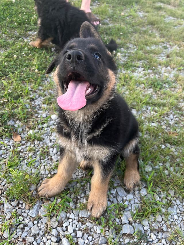 German Shepherd Dog Puppies media 12