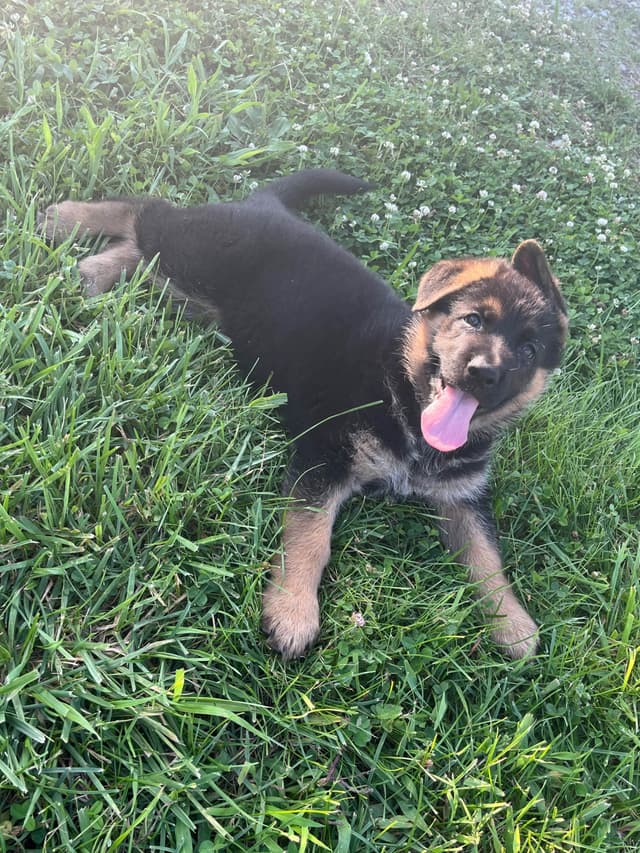 German Shepherd Dog Puppies media 13