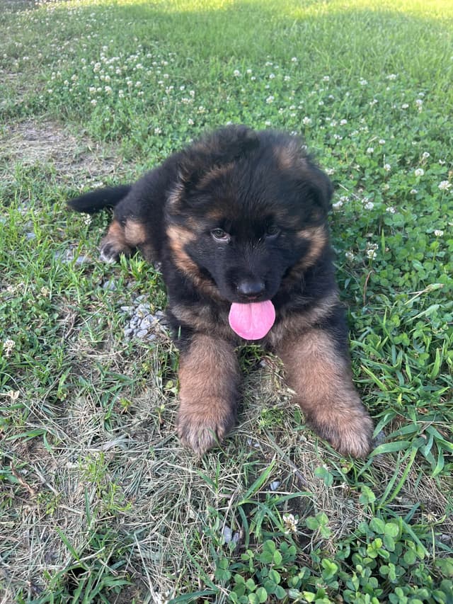 German Shepherd Dog Puppies media 14