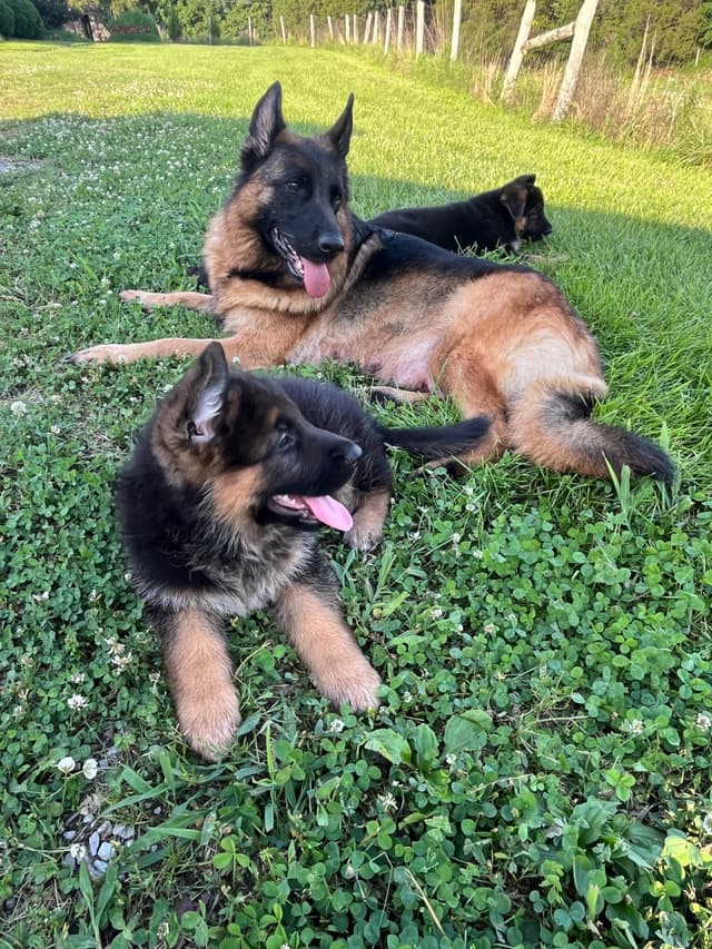 German Shepherd Dog Puppies media 15