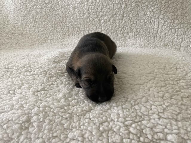 German Shepherd Dog Puppies media 2