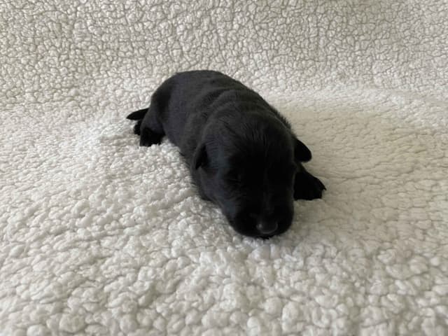 German Shepherd Dog Puppies media 3