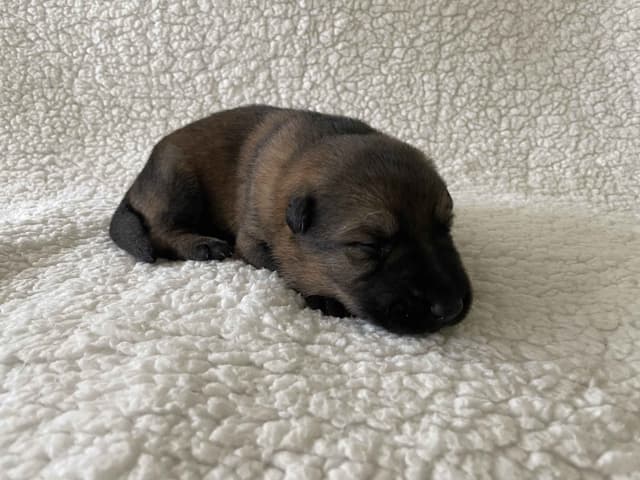 German Shepherd Dog Puppies media 4