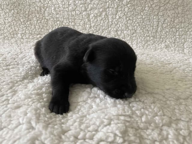 German Shepherd Dog Puppies media 5