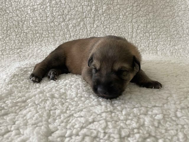 German Shepherd Dog Puppies media 6