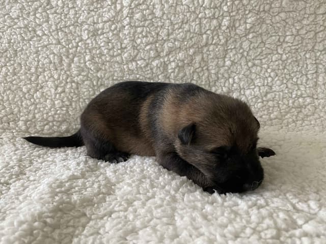 German Shepherd Dog Puppies media 7