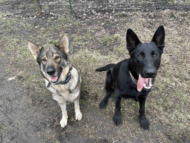 German Shepherd Dog Puppies media 8