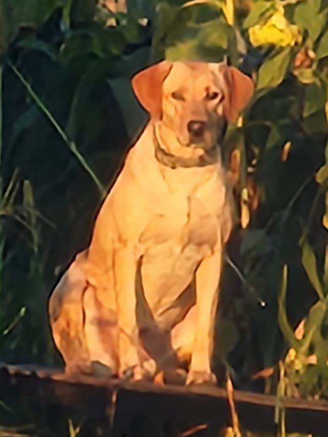 Labrador Retriever Puppies media 2