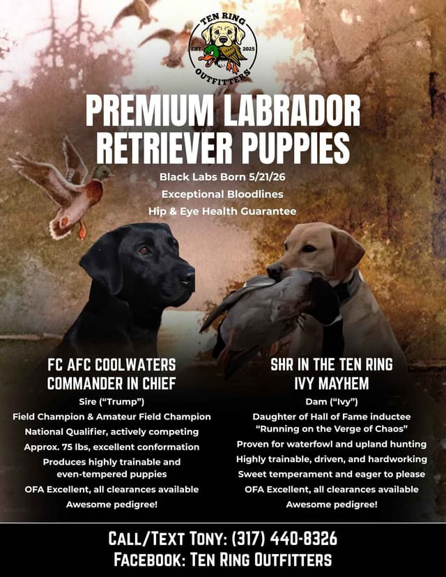 Labrador Retriever Puppies media 3