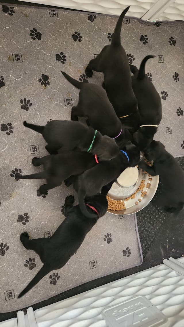 Labrador Retriever Puppies media 6
