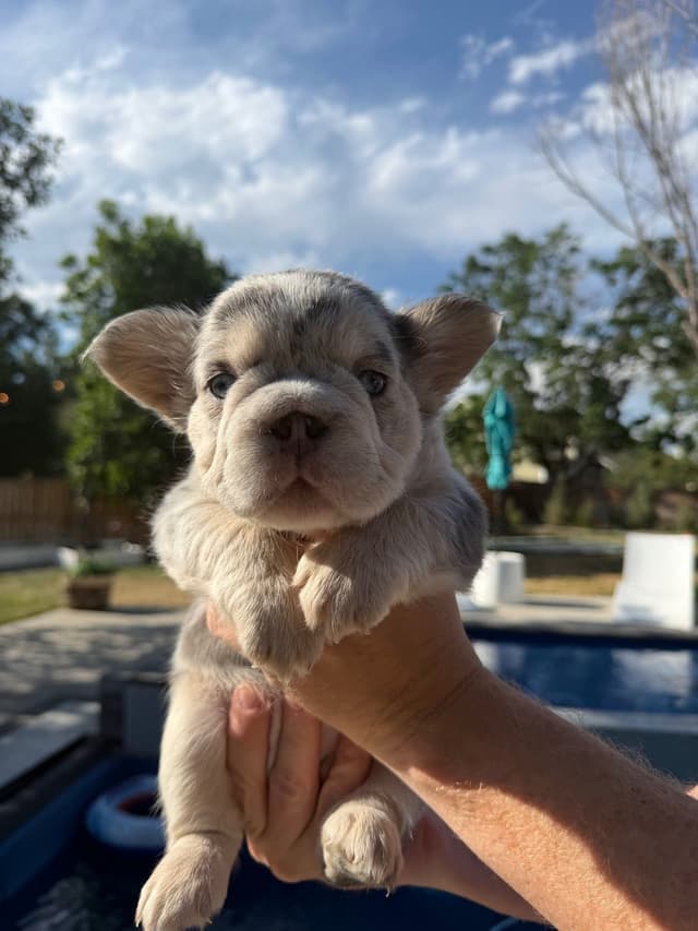French Bulldog Puppies media 2
