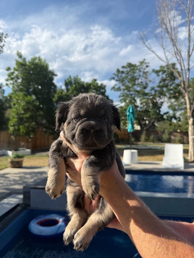 French Bulldog Puppies media 3