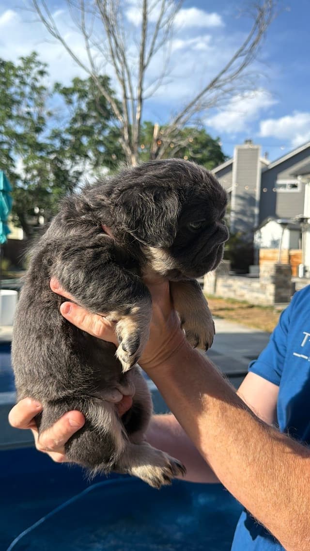 French Bulldog Puppies media 4