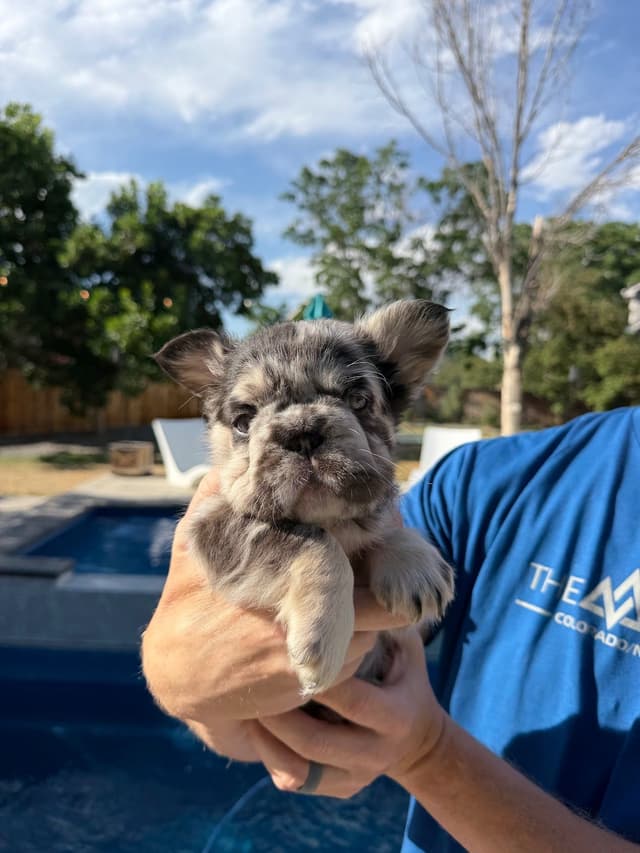 French Bulldog Puppies media 5